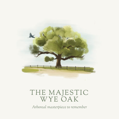 The Majestic Wye Oak, wye oak tree, bayberry scent, woodland moss scent, oak scent, fall scent, fall scented candle, wood scent, Scented candle, coconut soy wax, coastal candle, eastern shore, Chesapeake Bay, luxury candle, hand-poured, Maryland, Virginia